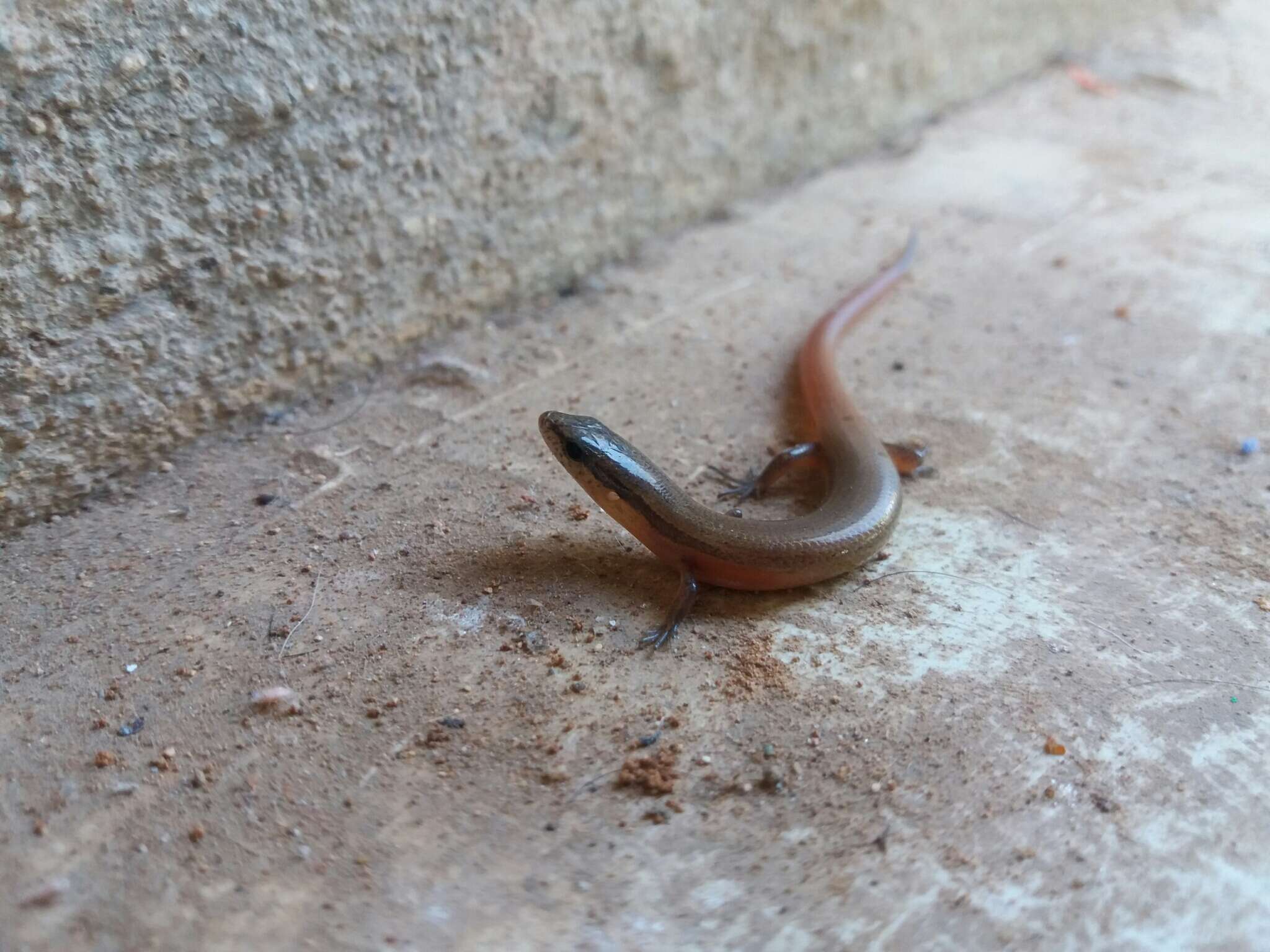 Image of Red Forest Skink