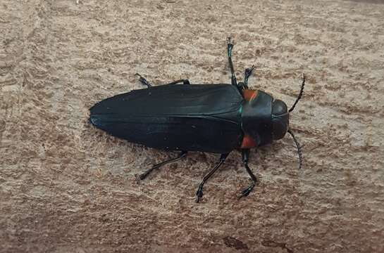 Image of Jewel beetle