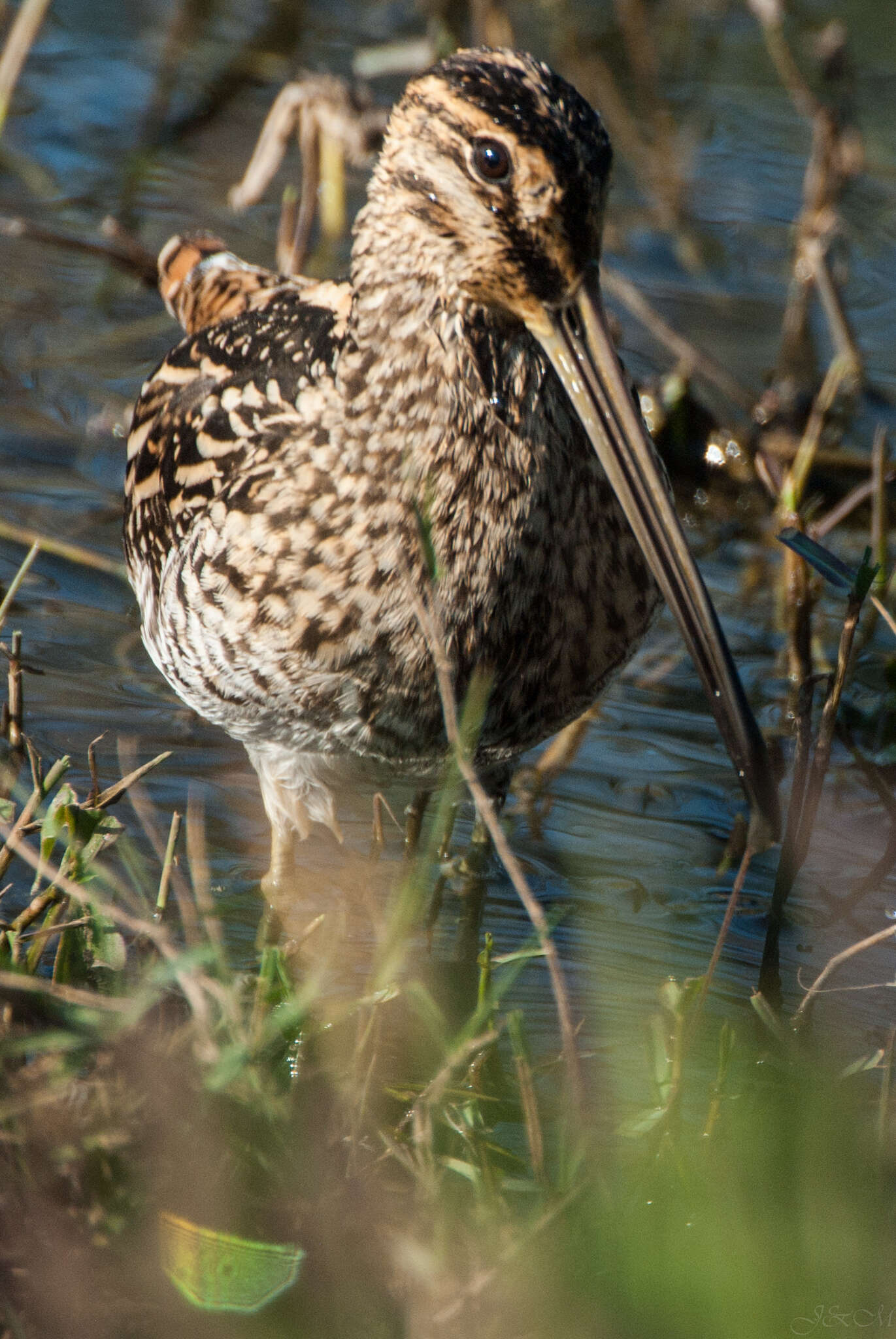 Gallinago nigripennis nigripennis Bonaparte 1839 resmi