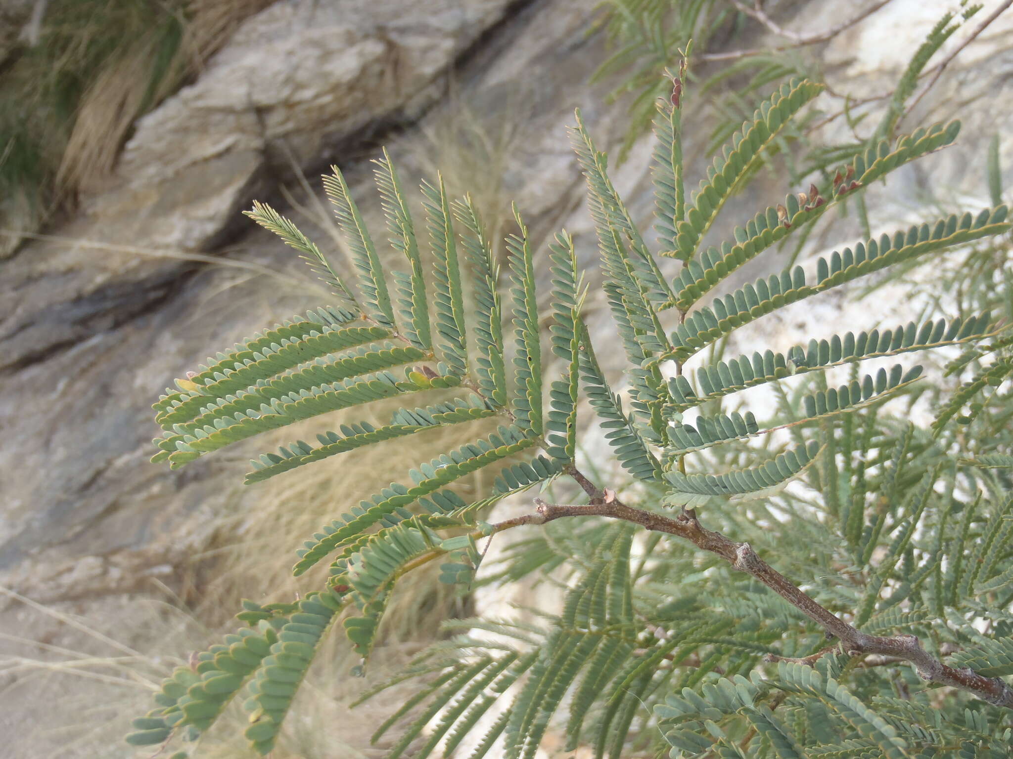 Image of feather tree