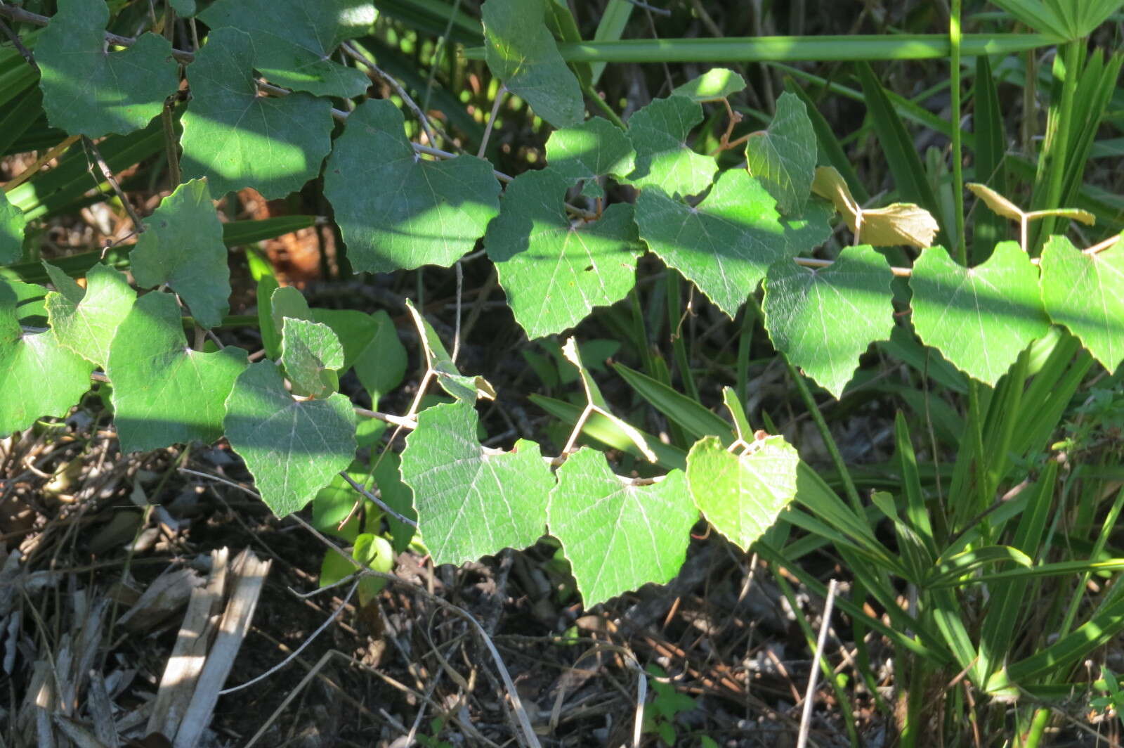 Image of Calloose Grape