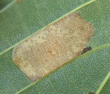 Phyllonorycter lucetiella (Clemens 1859)的圖片