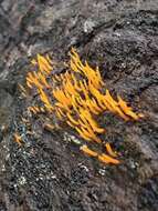 Image de Calocera guepinioides Berk. 1845