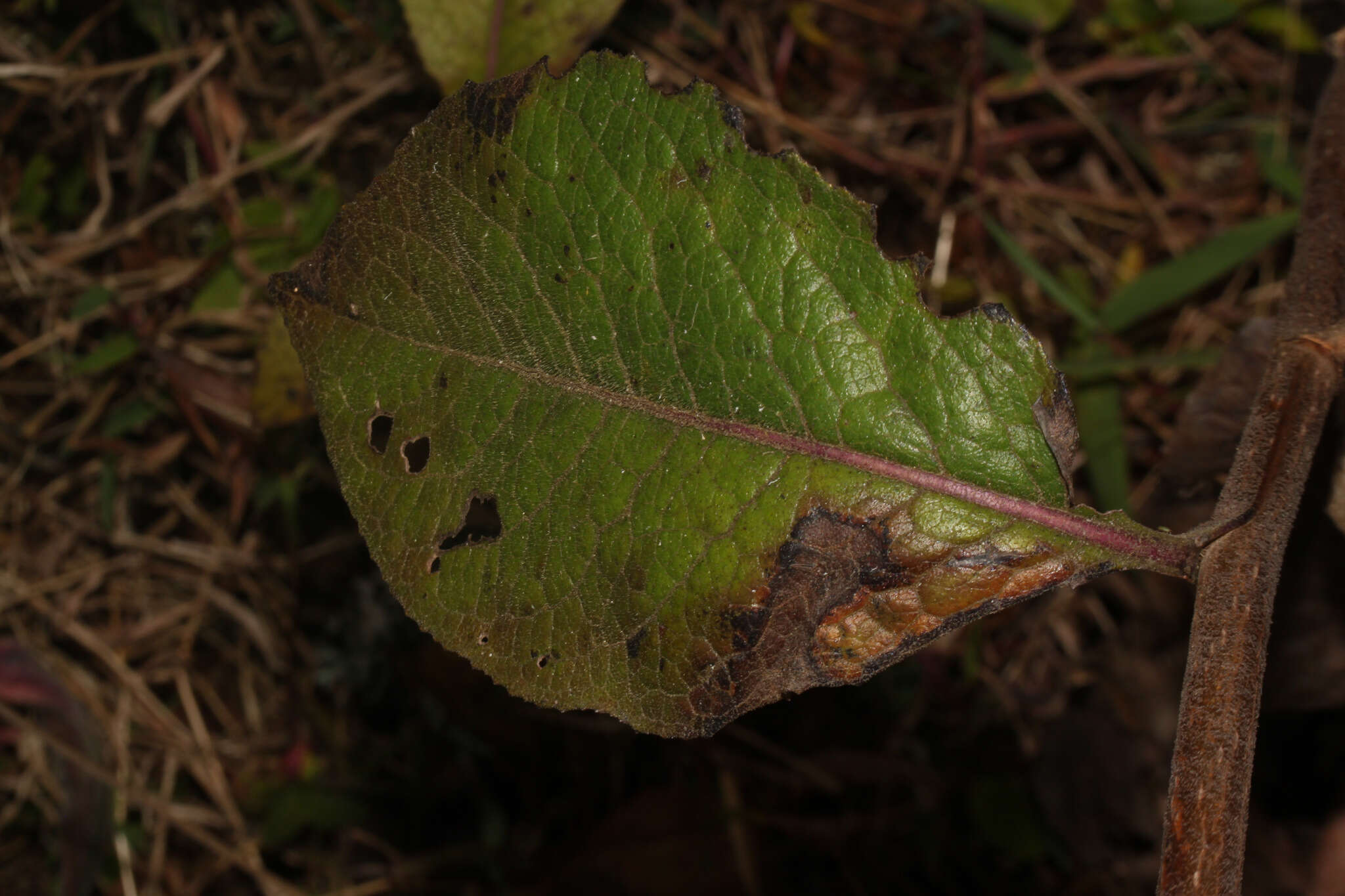 Image of Dendrophorbium vanillodorum (Cabrera) H. Beltran