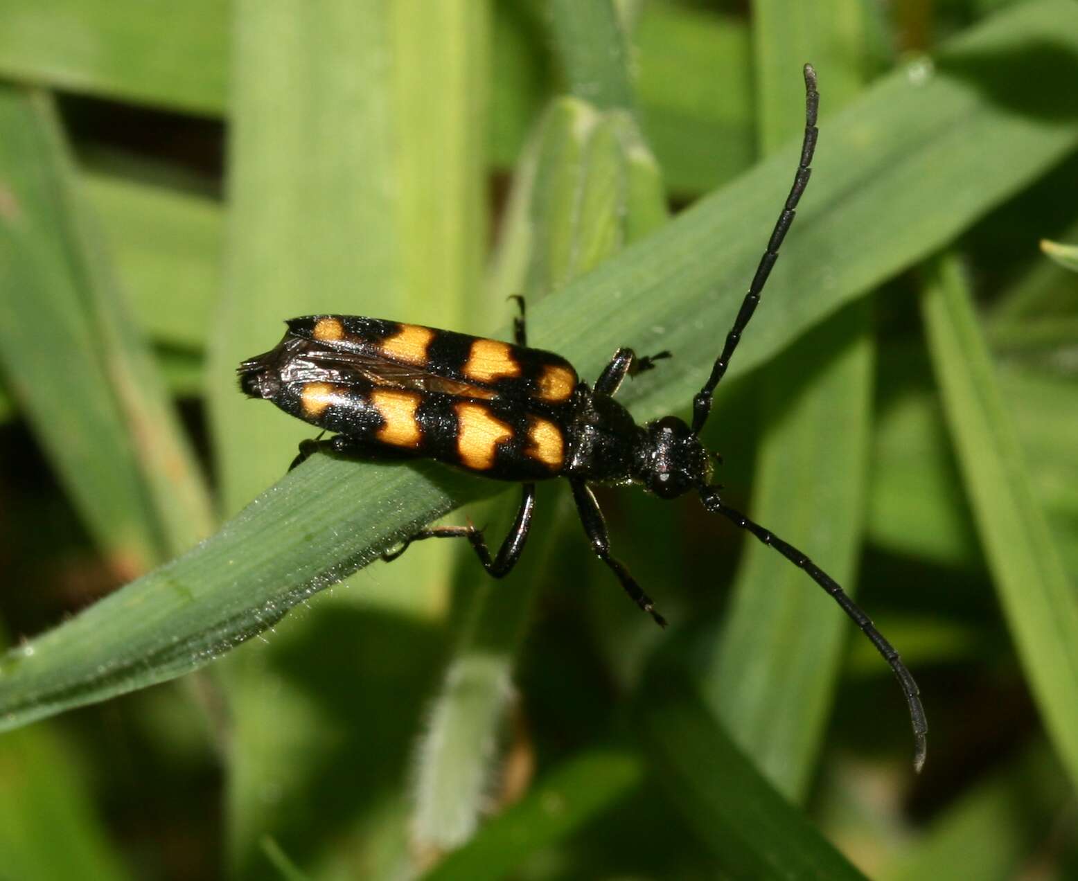 Image of Leptura quadrifasciata Linné 1758