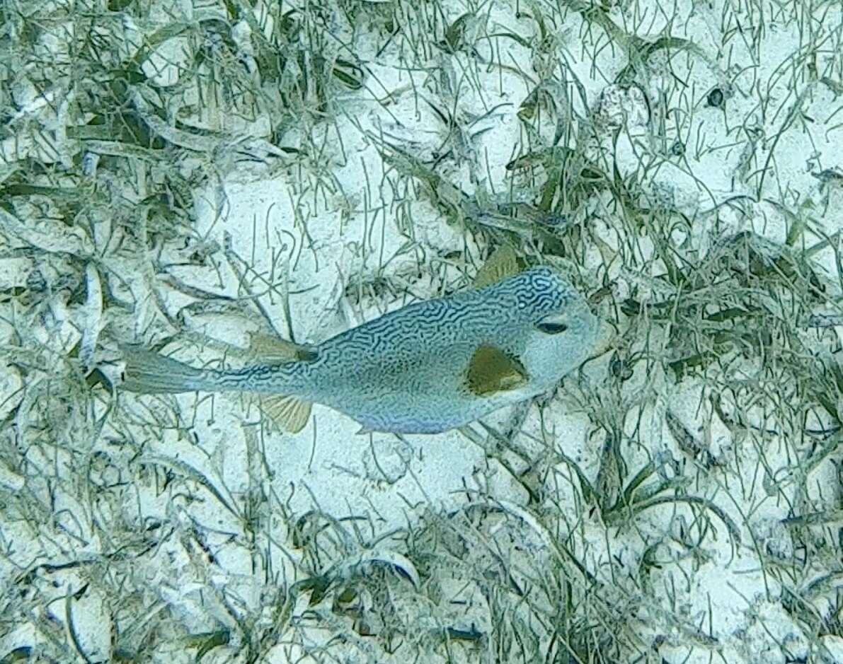 Слика од Lactophrys trigonus (Linnaeus 1758)