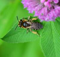 Image of Andrenine bee