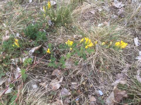 Image of golden broom