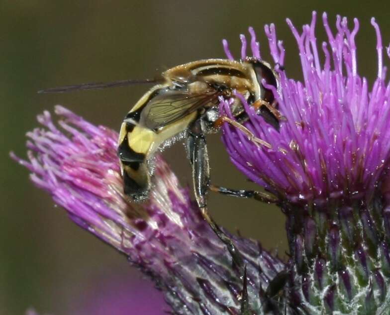 Image of Helophilus trivittatus (Fabricius 1805)