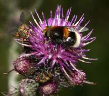 Image of Eristalis intricaria (Linnaeus 1758)