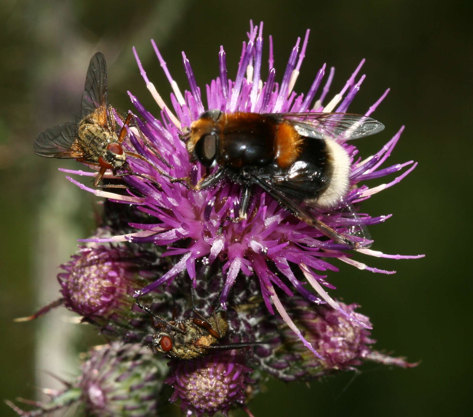 Image of Eristalis intricaria (Linnaeus 1758)