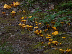 Image of Cantharellus enelensis Voitk, Thorn, Lebeuf & J. I. Kim 2017