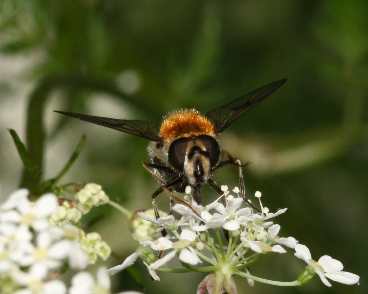 Image of Leucozona lucorum (Linnaeus 1758)