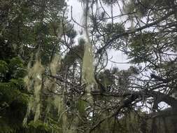 Image of witch's hair lichen