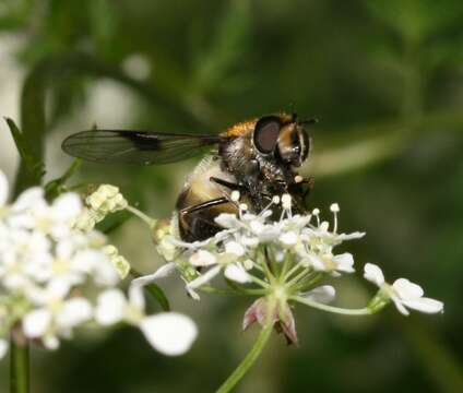 Image of Leucozona lucorum (Linnaeus 1758)