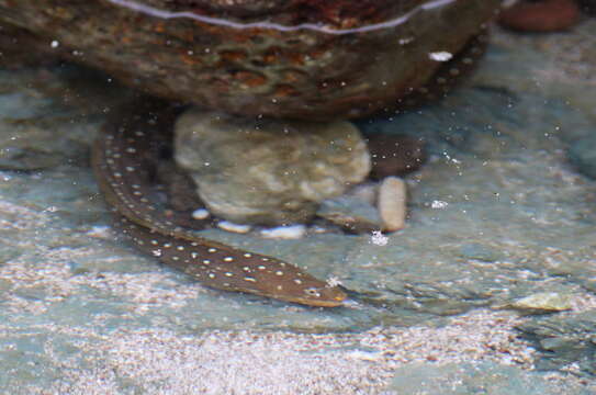 Image of Freckled moray