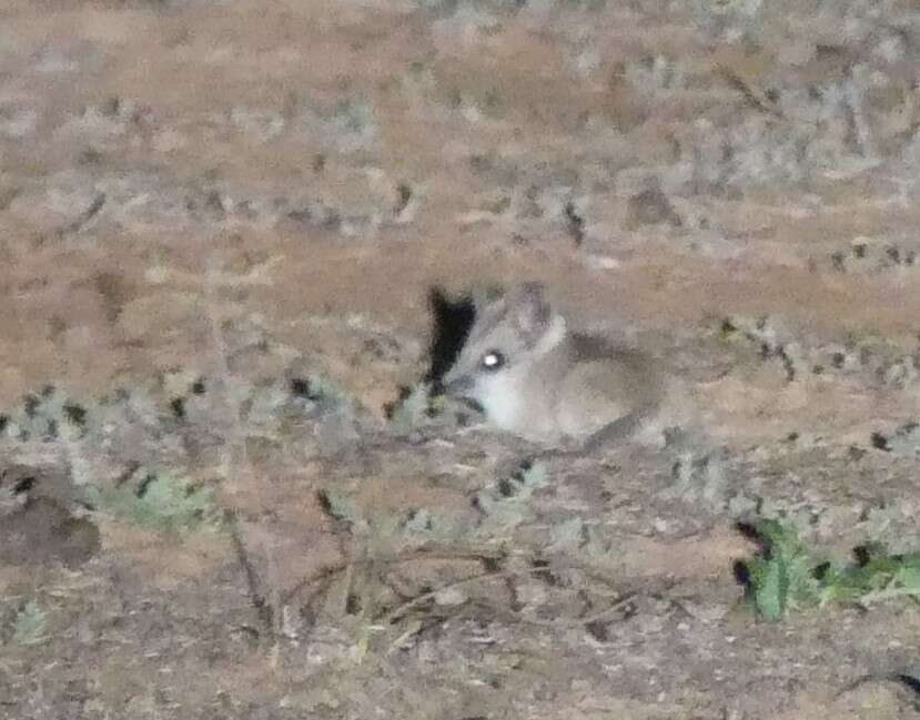 Image of Fat-tailed Dunnart