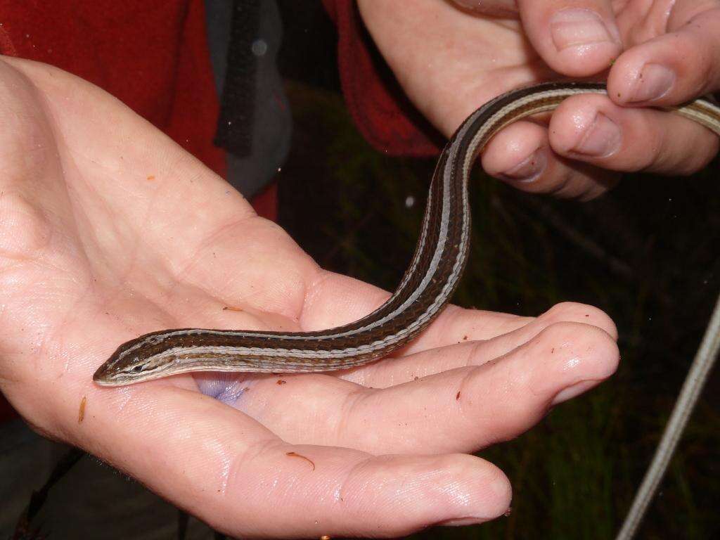 Image of Cape Snake Lizard