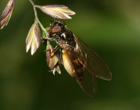 Image of Melanostoma scalare (Fabricius 1794)