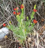 Image of Adonis microcarpa DC.