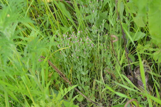 Image of branched centaury