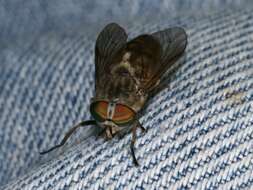 Image of horse and deer flies