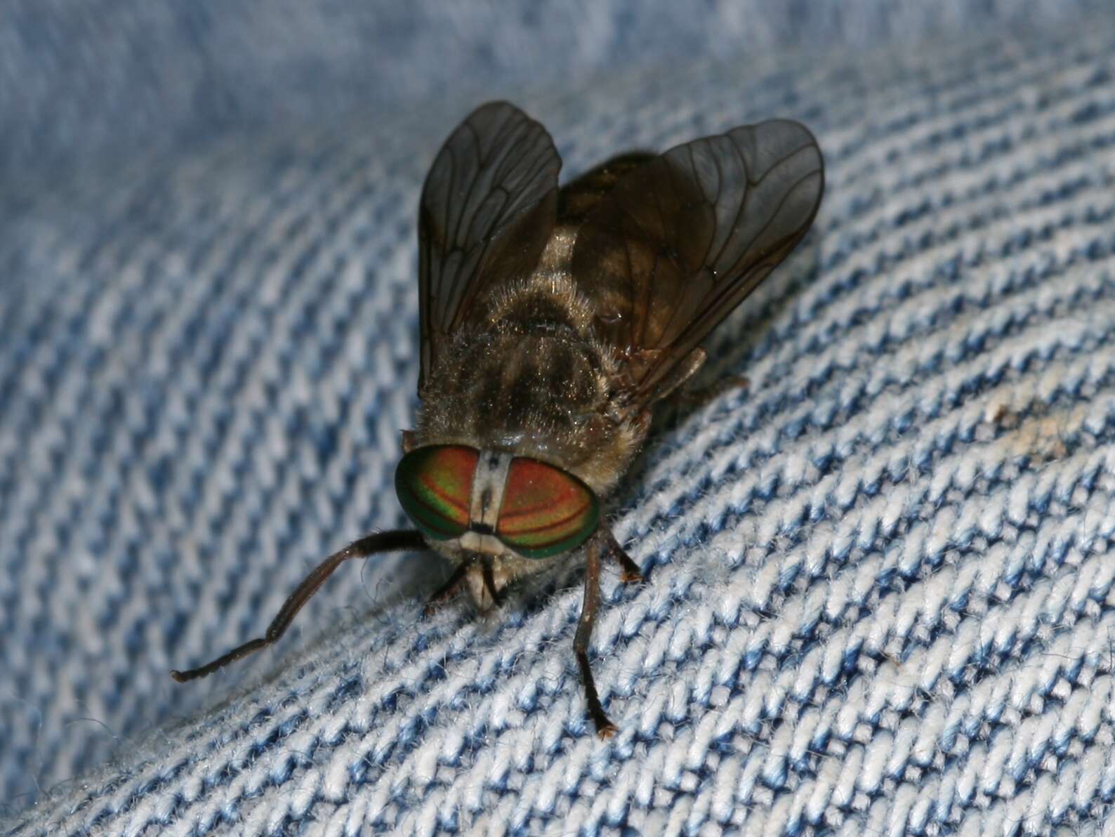 Image of horse and deer flies