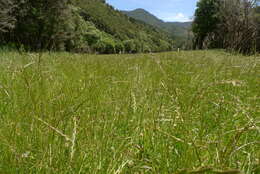 Image of perennial ryegrass