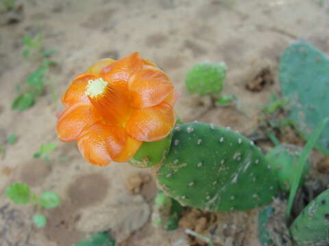 Image de Tacinga inamoena (K. Schum.) N. P. Taylor & Stuppy