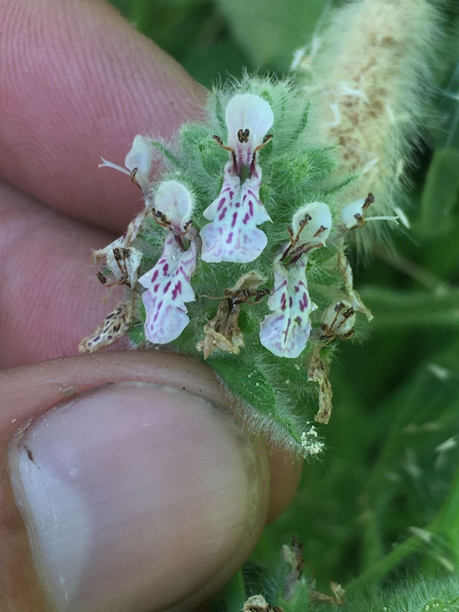 Image de Stachys pycnantha Benth.