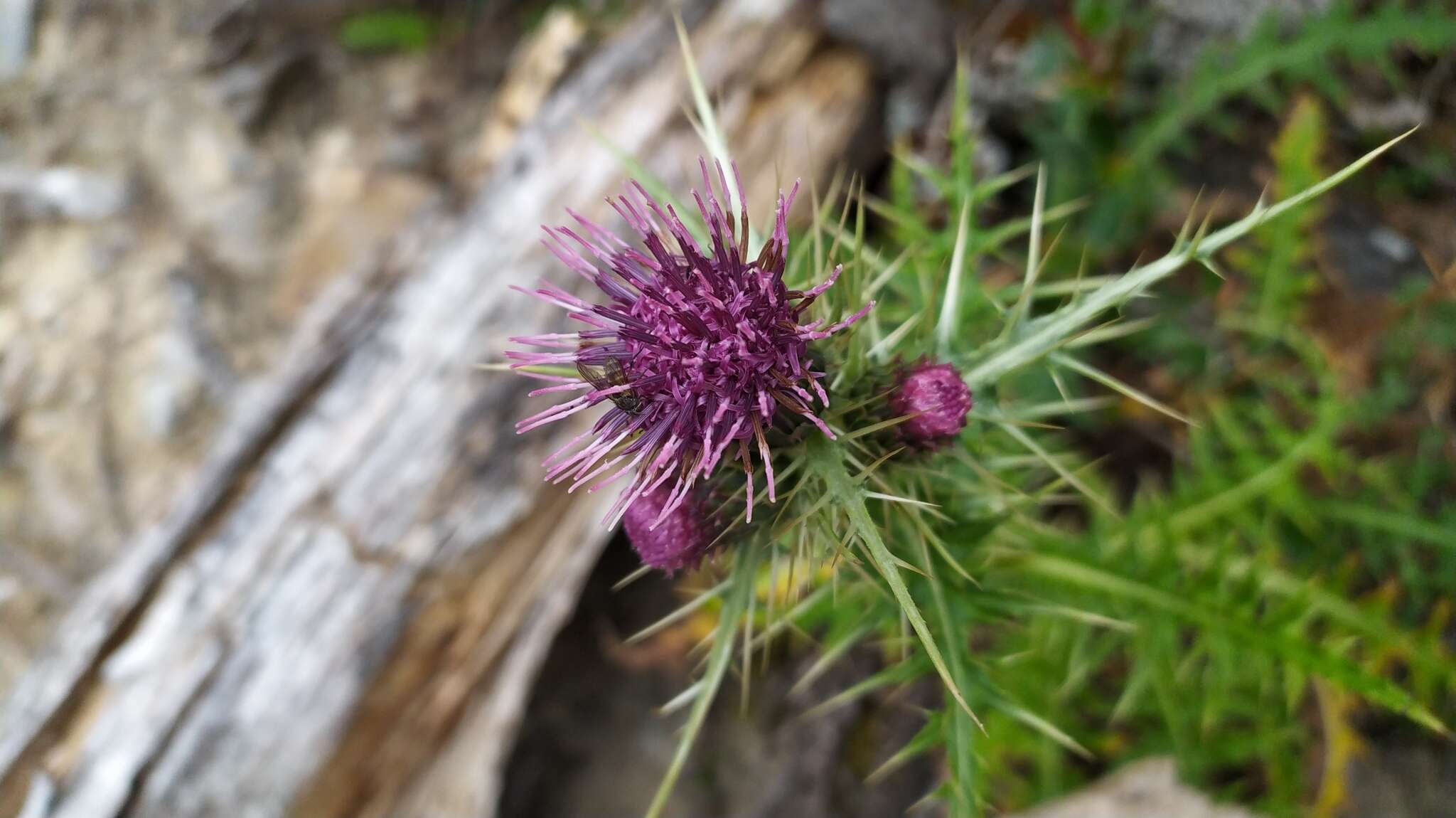 Plancia ëd Cirsium japonicum Fisch. ex DC.