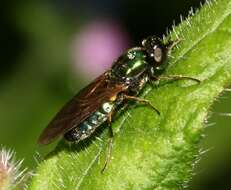 Image of Soldier fly