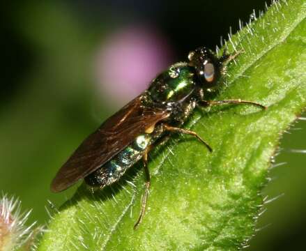 Sivun Chloromyia formosa (Scopoli 1763) kuva