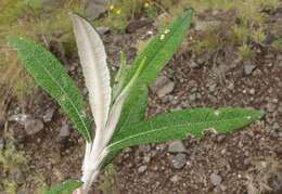 Image of Buddleja loricata Leeuwenberg