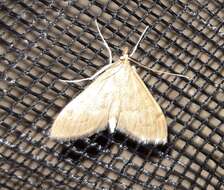 Image of <i>Anania mysippusalis</i>
