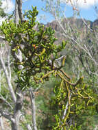 Image of Hawksworth's mistletoe