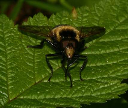 Image of bumblebee hoverfly