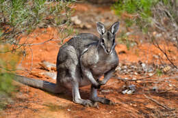 Image of <i>Onychogalea frenata</i> Gray 1841