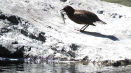 Image of Cinclus pallasii pallasii Temminck 1820