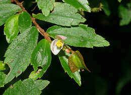 Image of fuchsia begonia