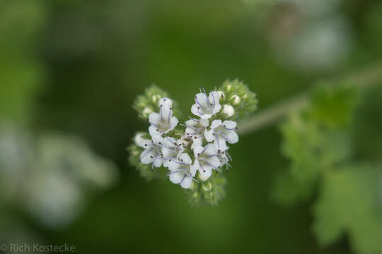 Image of rock phacelia