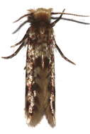Image of Eumasia parietariella Herrich-Schäffer 1854