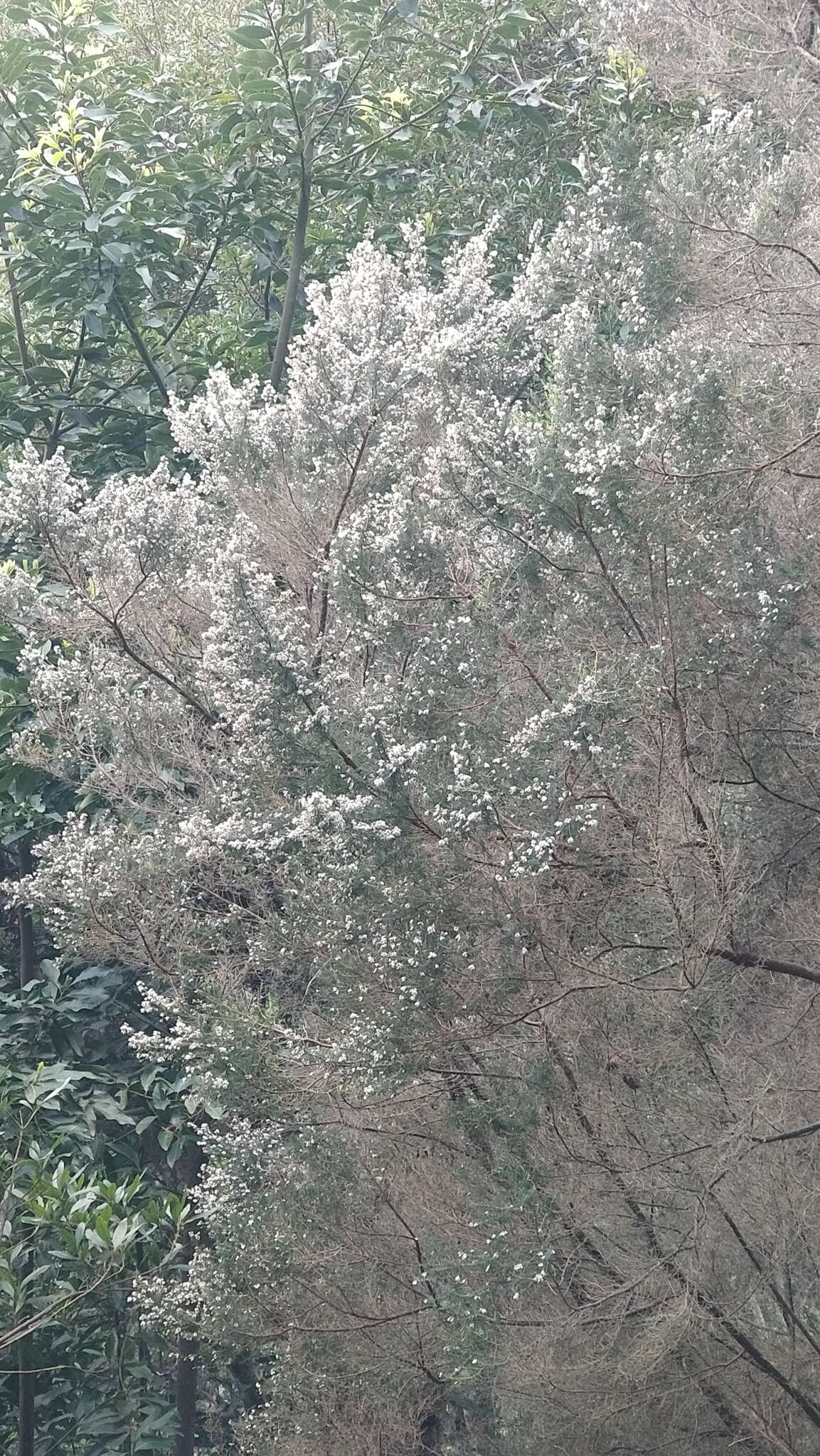 Imagem de Erica platycodon subsp. maderincola (D. C. Mc Clint.) Rivas Mart., Capelo, J. C. Costa, Lousã, Fontinha, R. Jardim & M. Seq.