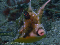 Image of Longhorn cowfish