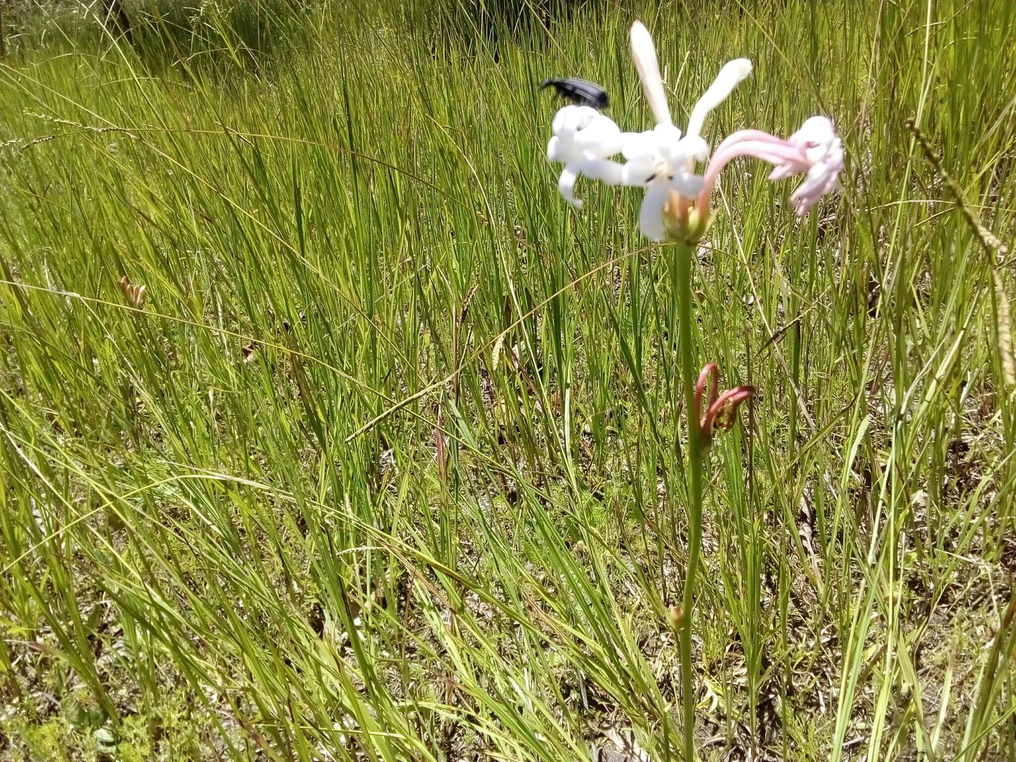 Image of Agave neopringlei Thiede & Eggli