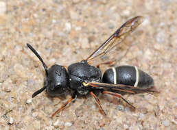 Image of Leptochilus castilianus Blüthgen 1951