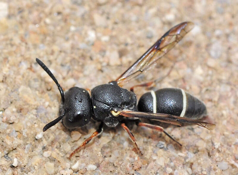 Image of Leptochilus castilianus Blüthgen 1951