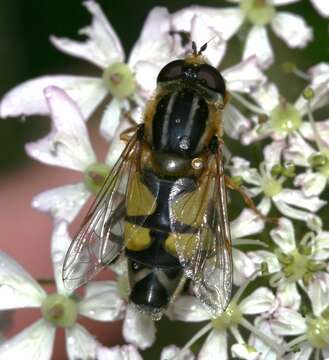 Image of Helophilus trivittatus (Fabricius 1805)