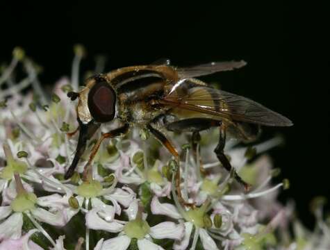 Image of Helophilus trivittatus (Fabricius 1805)