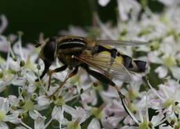 Image of Helophilus trivittatus (Fabricius 1805)